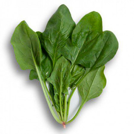 Espinaca